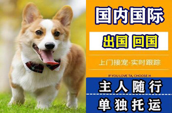 河南省宠物托运公司河南省宠物托运公司河南省宠物托运公司
