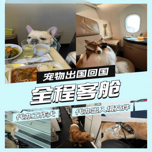 河南省宠物托运到白俄罗斯宠物入境规定和要求