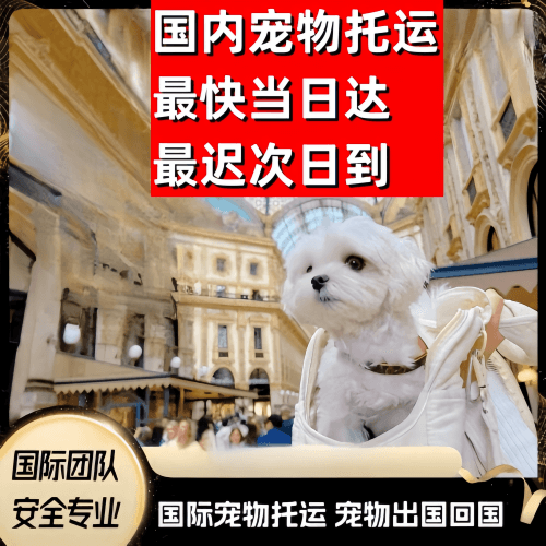 河南省到澳大利亚（澳洲）宠物入境规定和要求